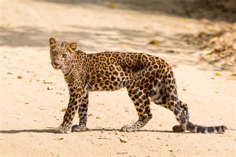 where do indochinese leopards live